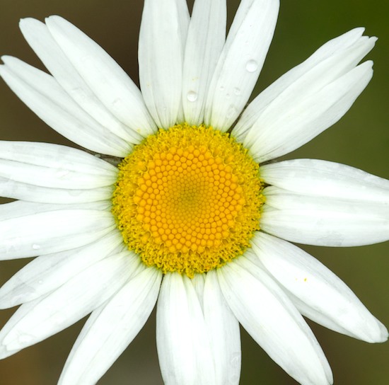 Bloom;Blossom;Blossoms;Damp;Dew;Dewy;Drop;Droplet;Floret;Flower;Floweret;Flowering;Flowers;Moisture;Petal;Petals;Pistel;Stamen;Water;Wet